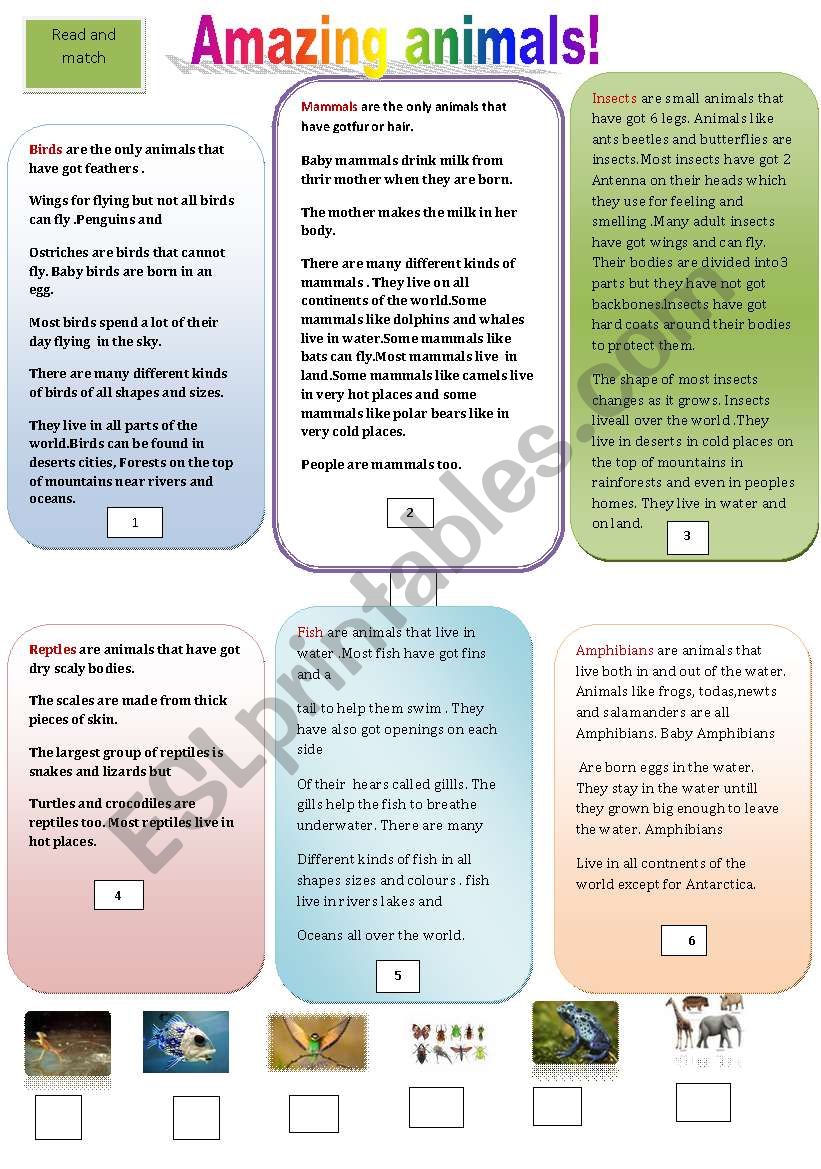 Amazing animals! worksheet