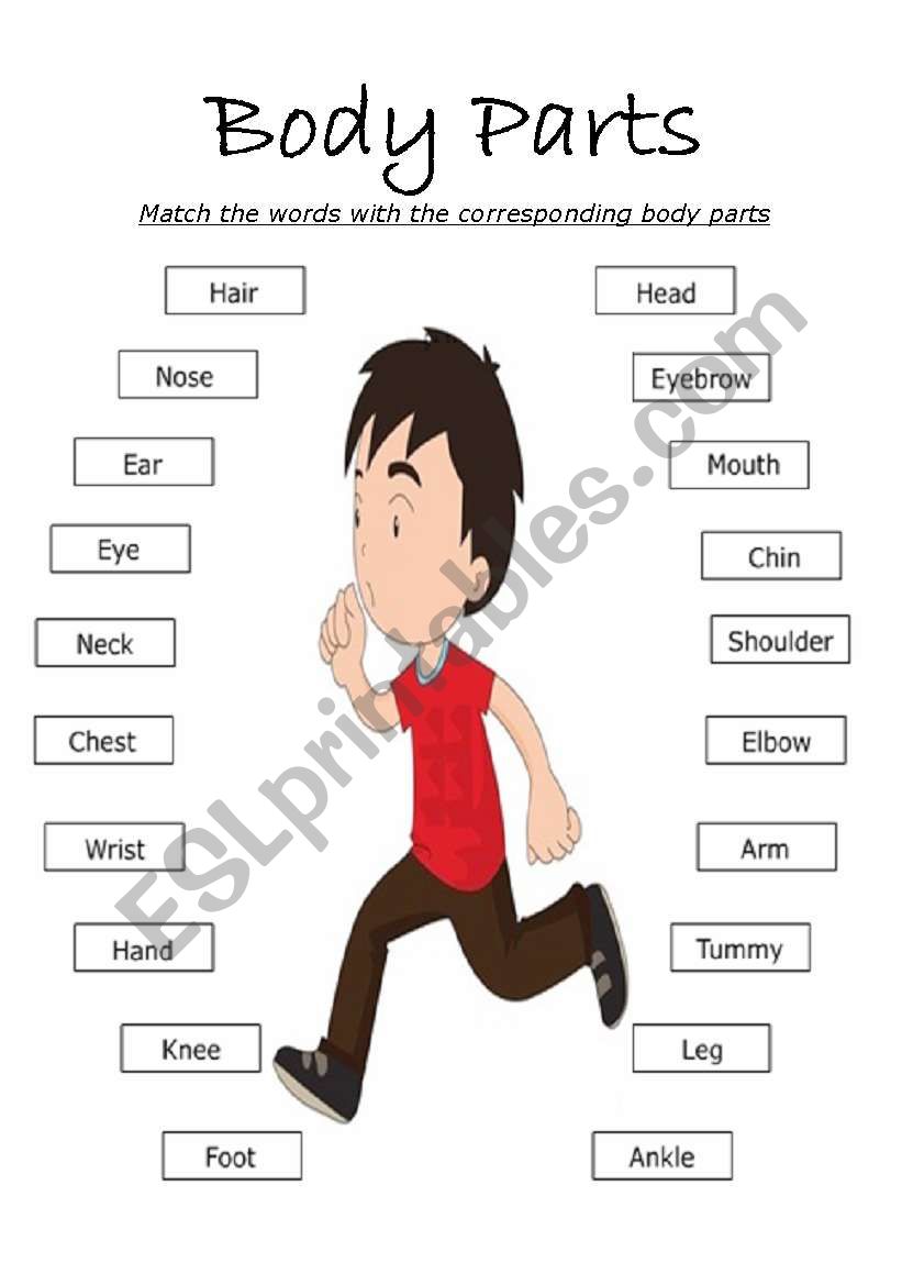 Body Parts worksheet