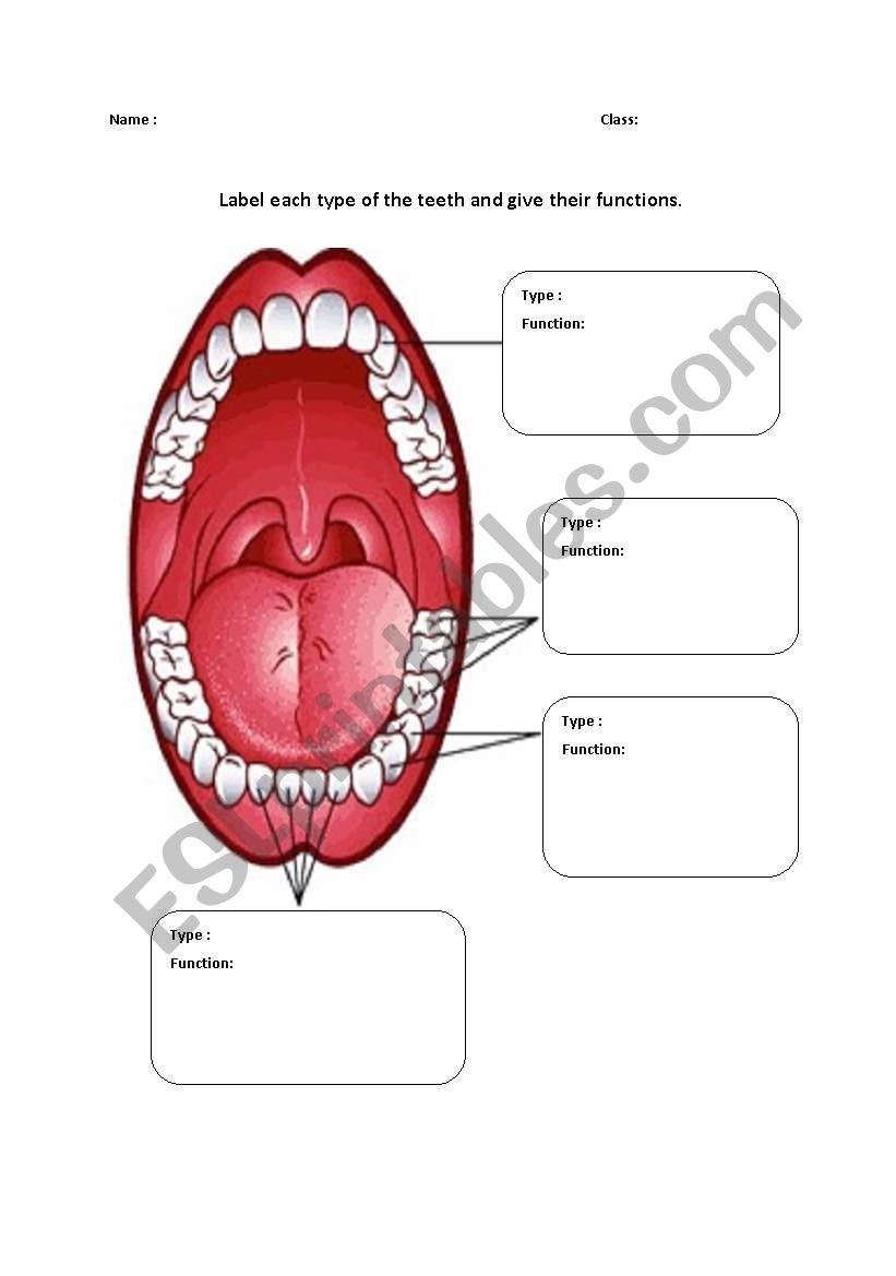 Teeth worksheet