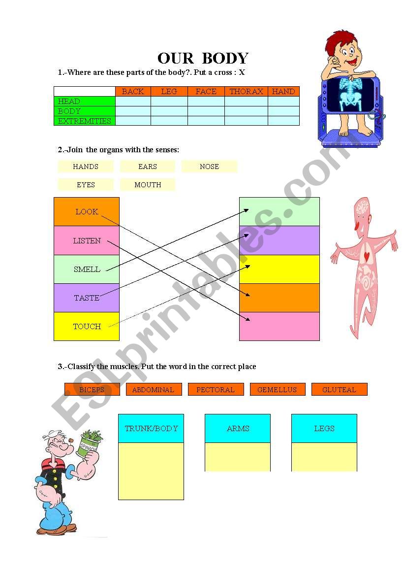 Our body worksheet