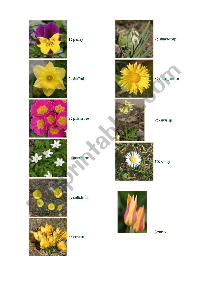 FLOWERS worksheet