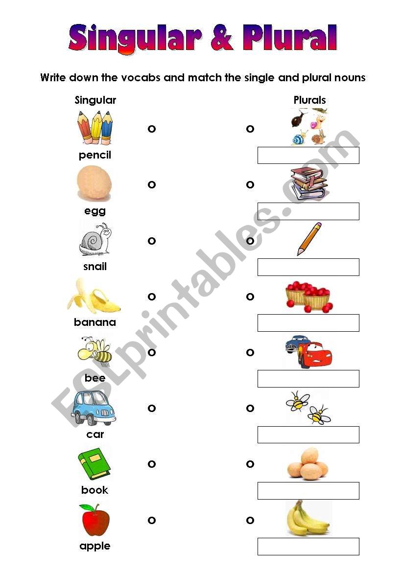 Matching Worksheet for Singular and Plural (very easy)