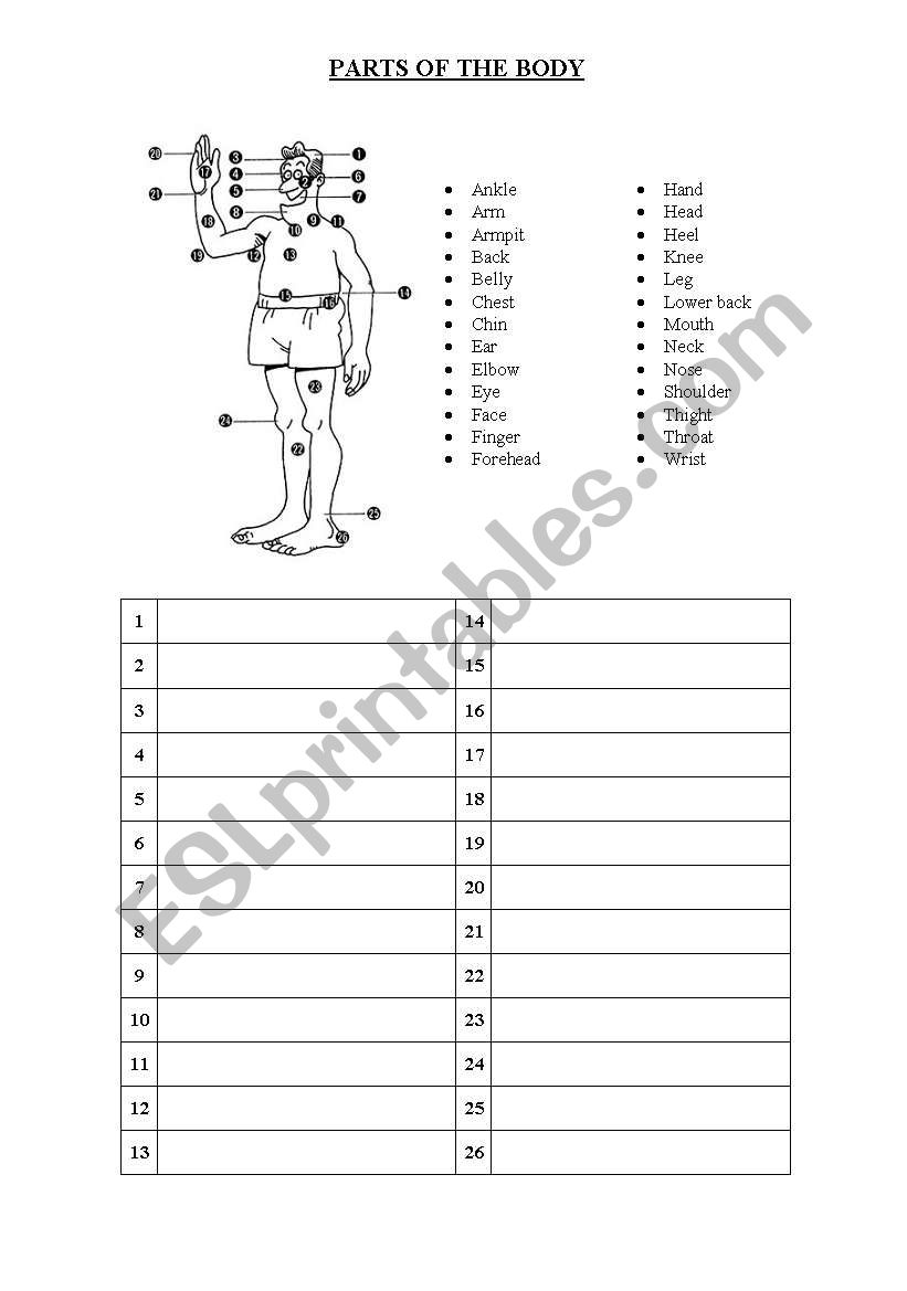 Parts of the body worksheet