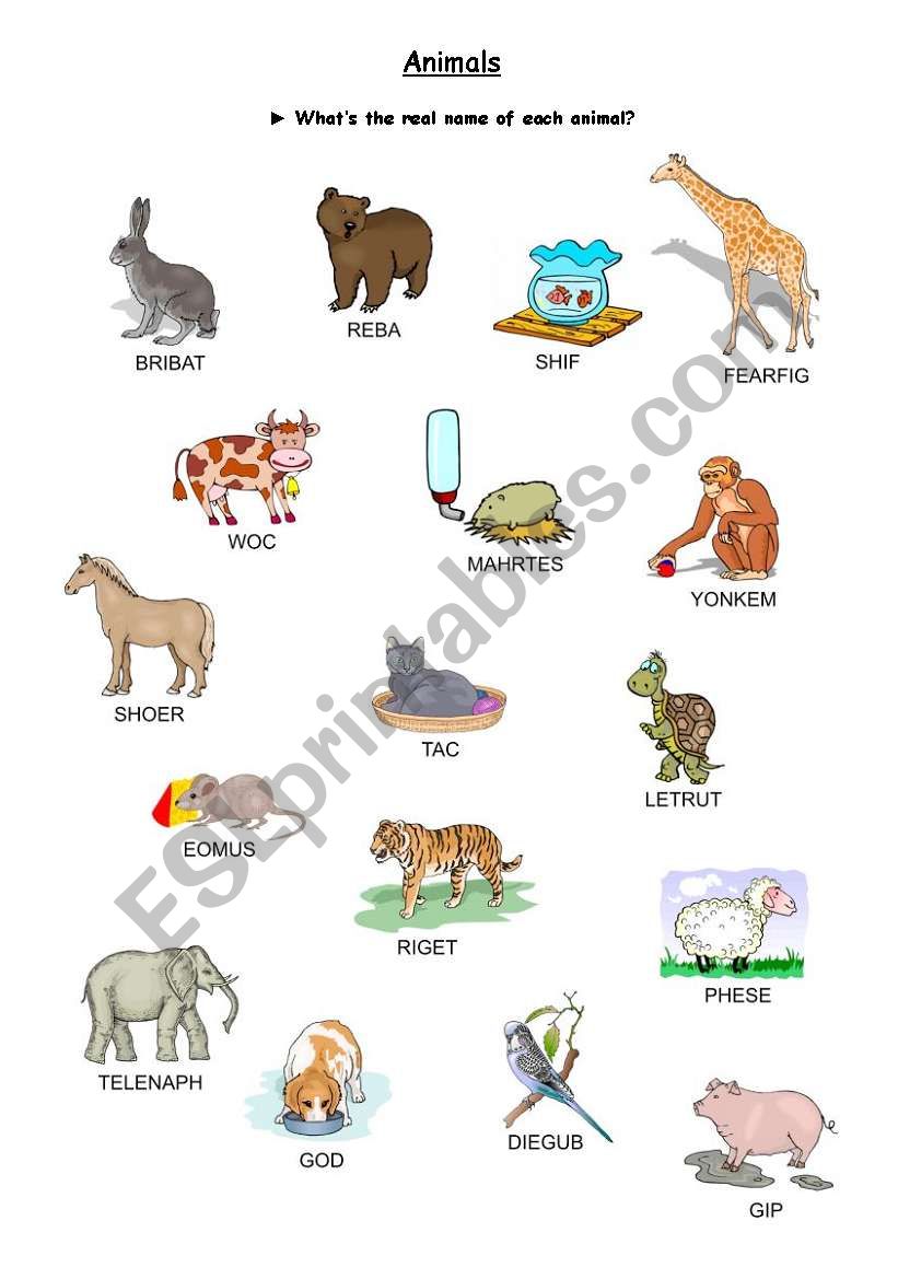 Animals worksheet