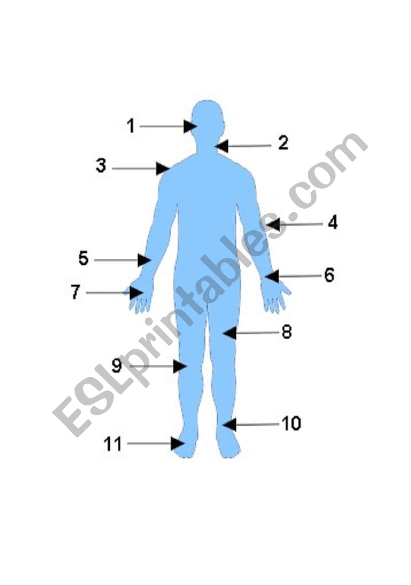 Label the Body worksheet