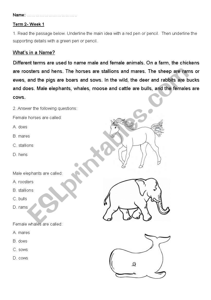 Comprehension worksheet worksheet