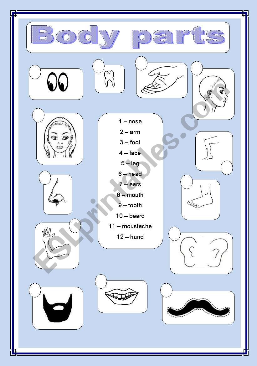 Body parts matching worksheet