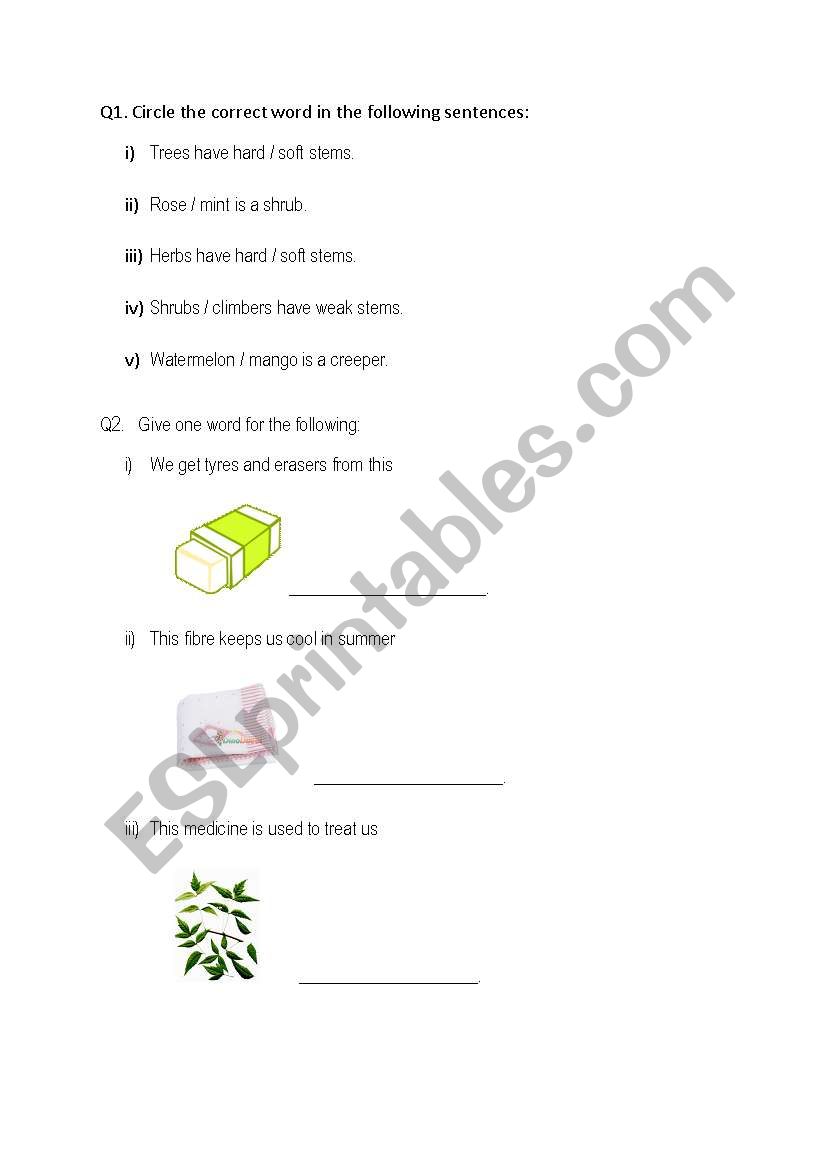 plants worksheet