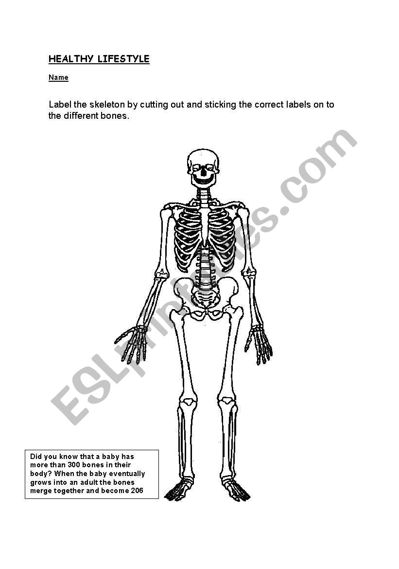Human Skeleton Labeled Worksheets 