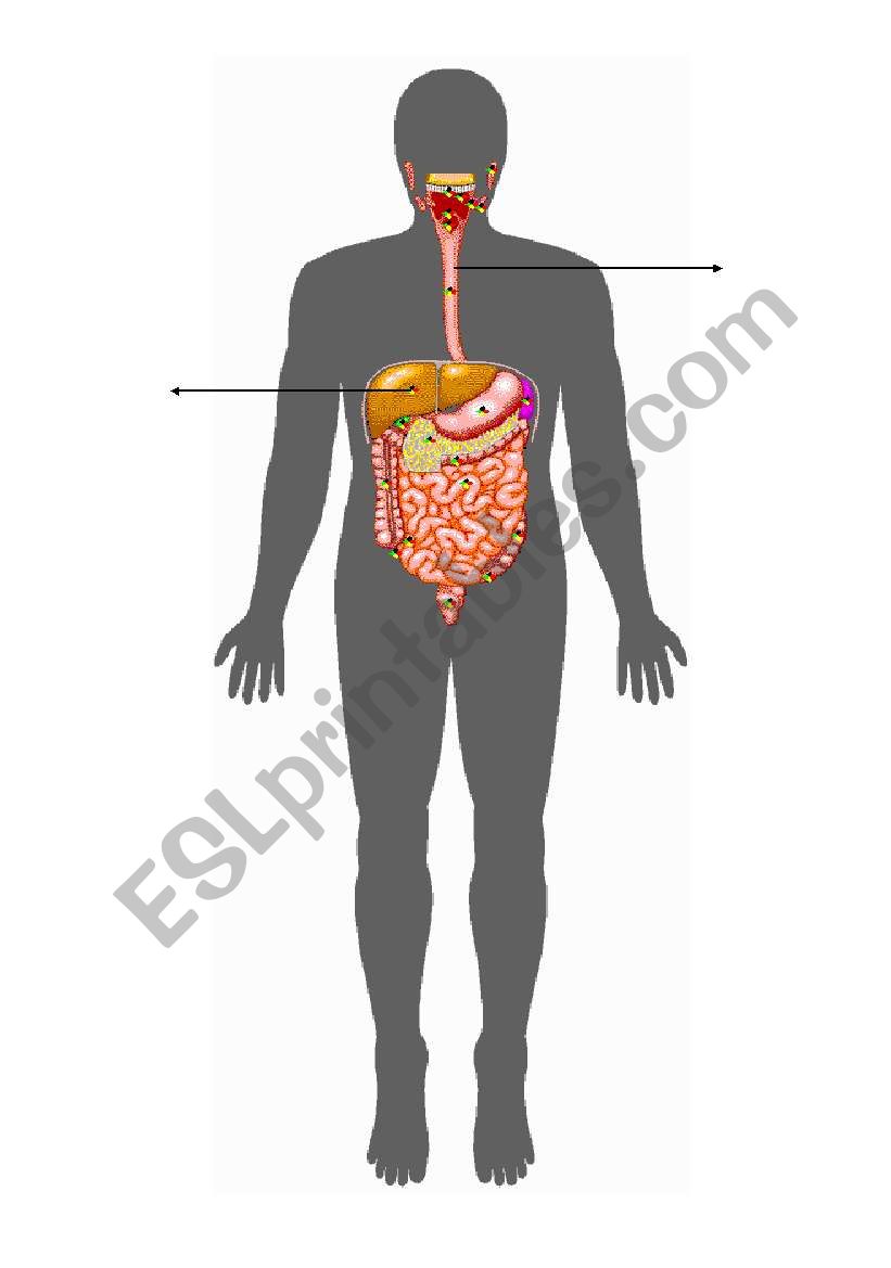 digestive system  worksheet