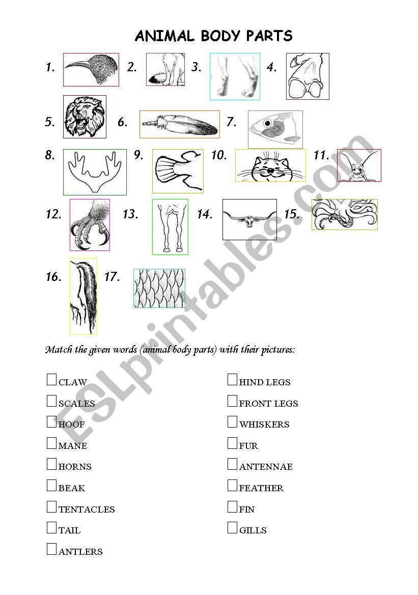 Animal body parts worksheet