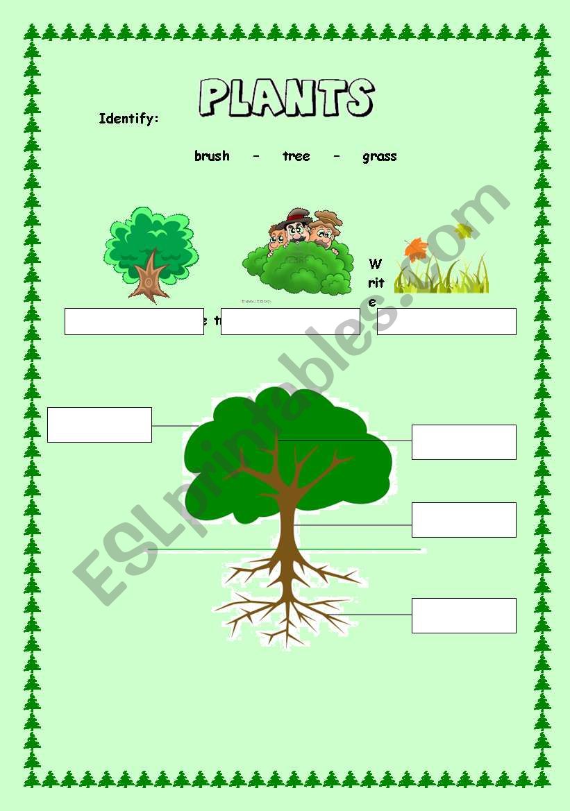 Plants worksheet