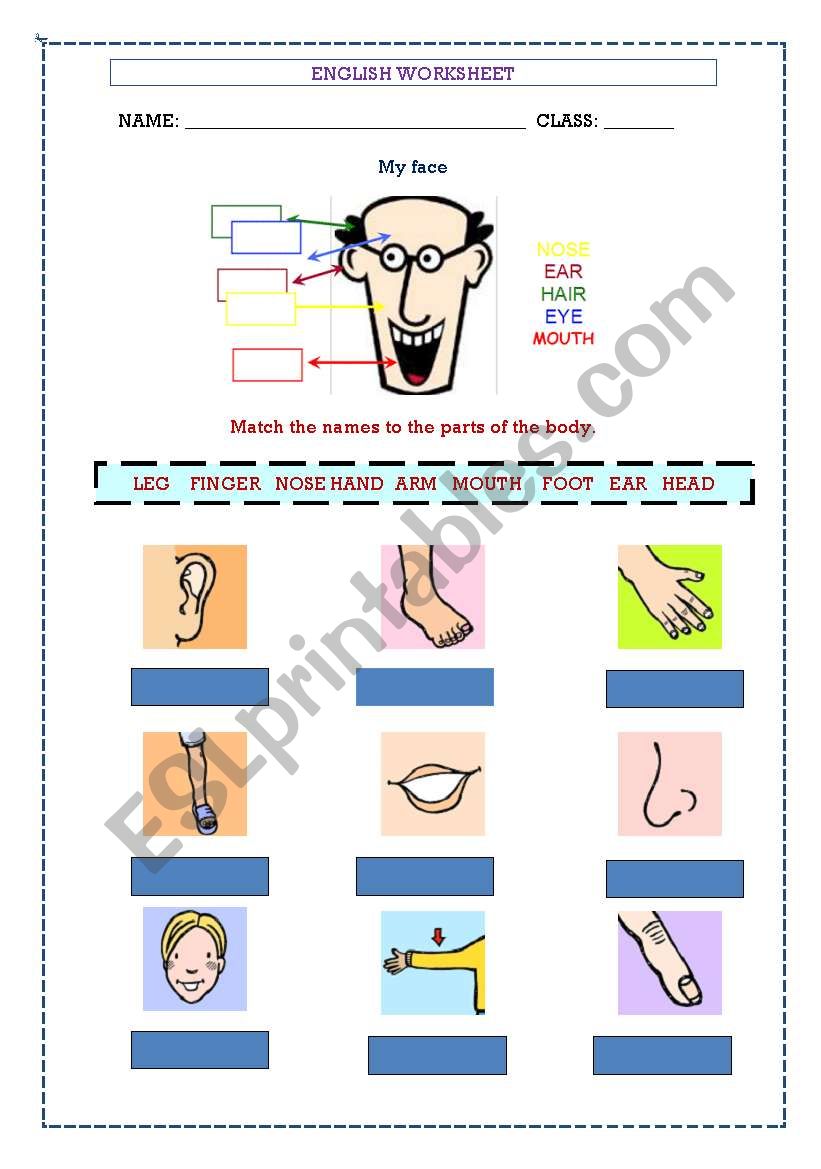 Body Parts worksheet