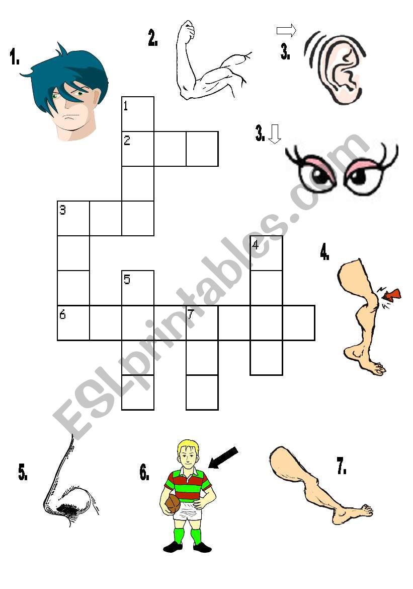body parts crossword puzzle worksheet