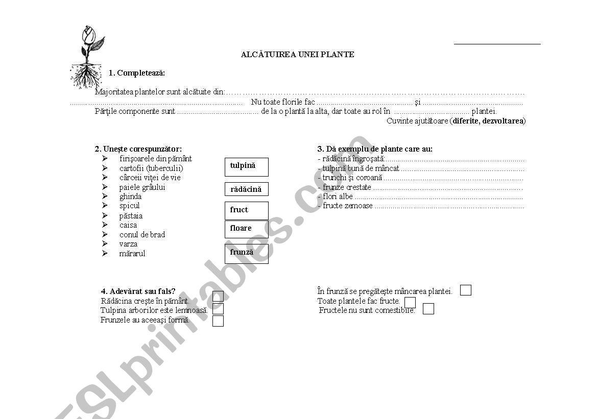 plants worksheet