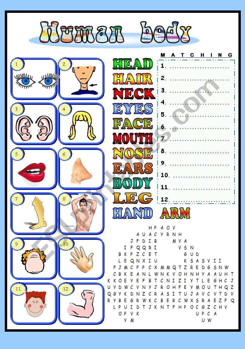 Body - matching and wordsearch for beginners