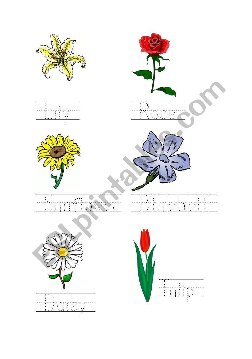 Flowers Tracing Page worksheet