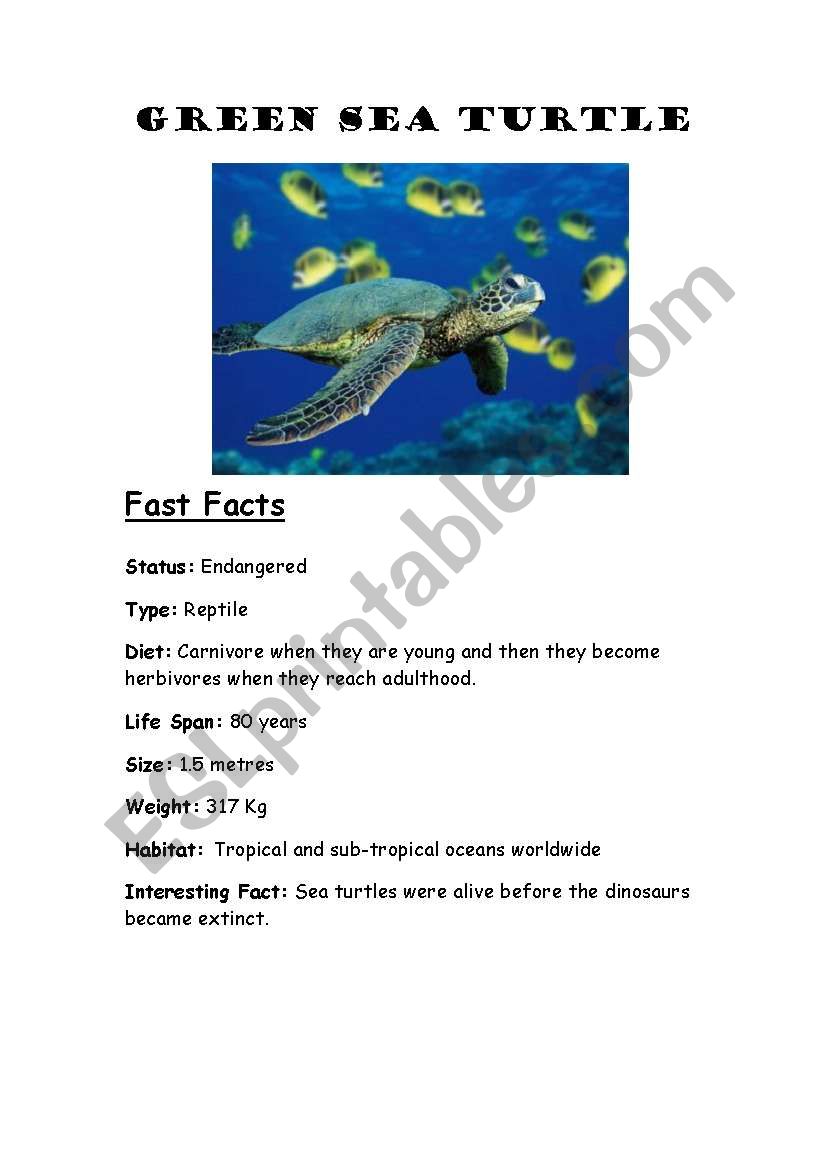 Green Sea Turtles worksheet