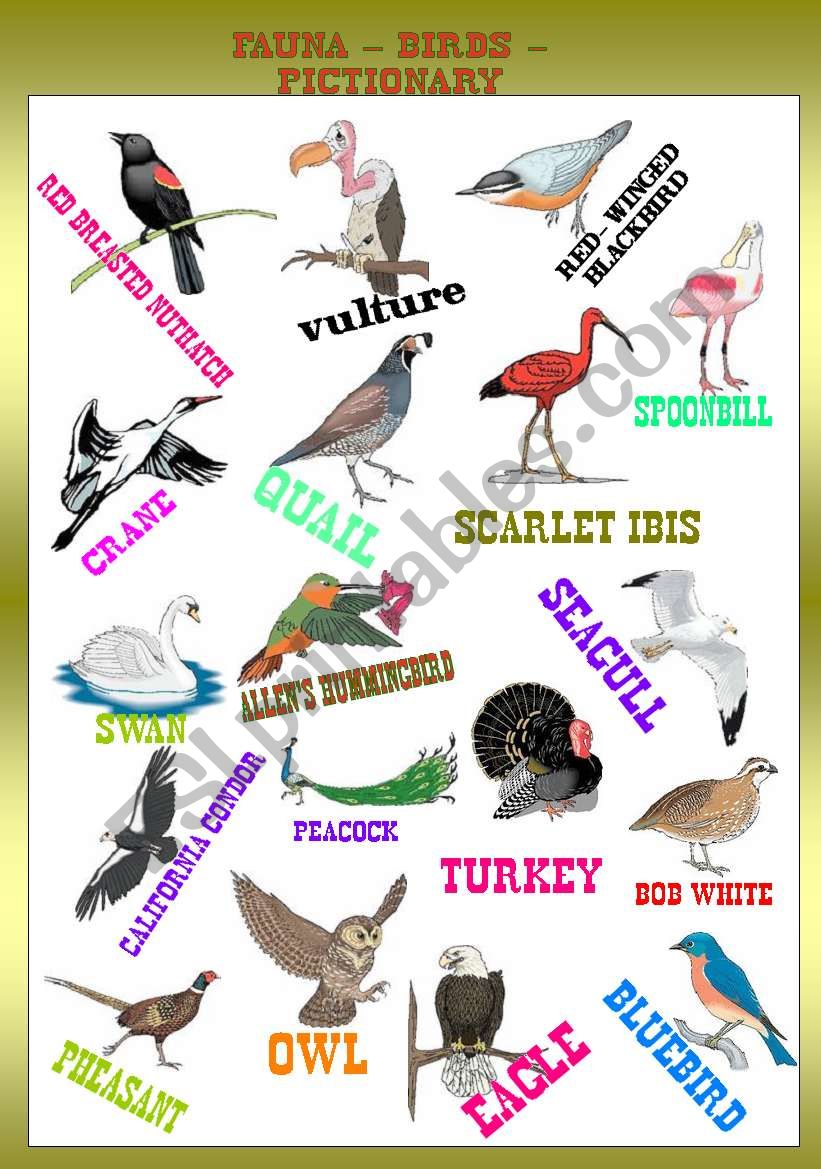 FAUNA - BIRDS PICTIONARY worksheet