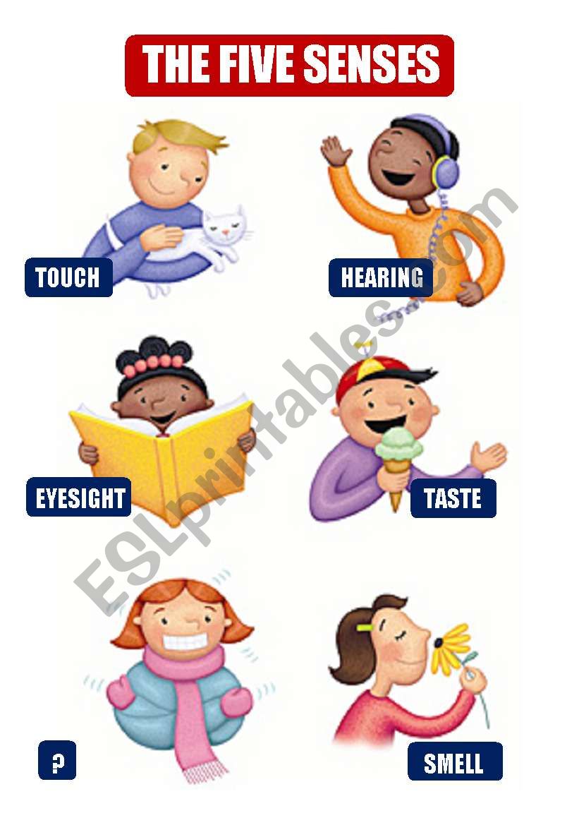 THE FIVE SENSES worksheet