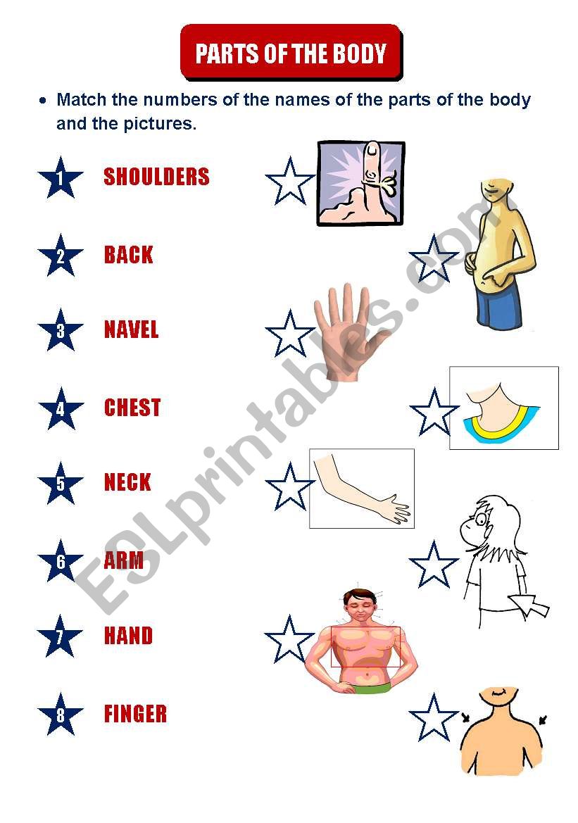 PARTS OF THE BODY worksheet