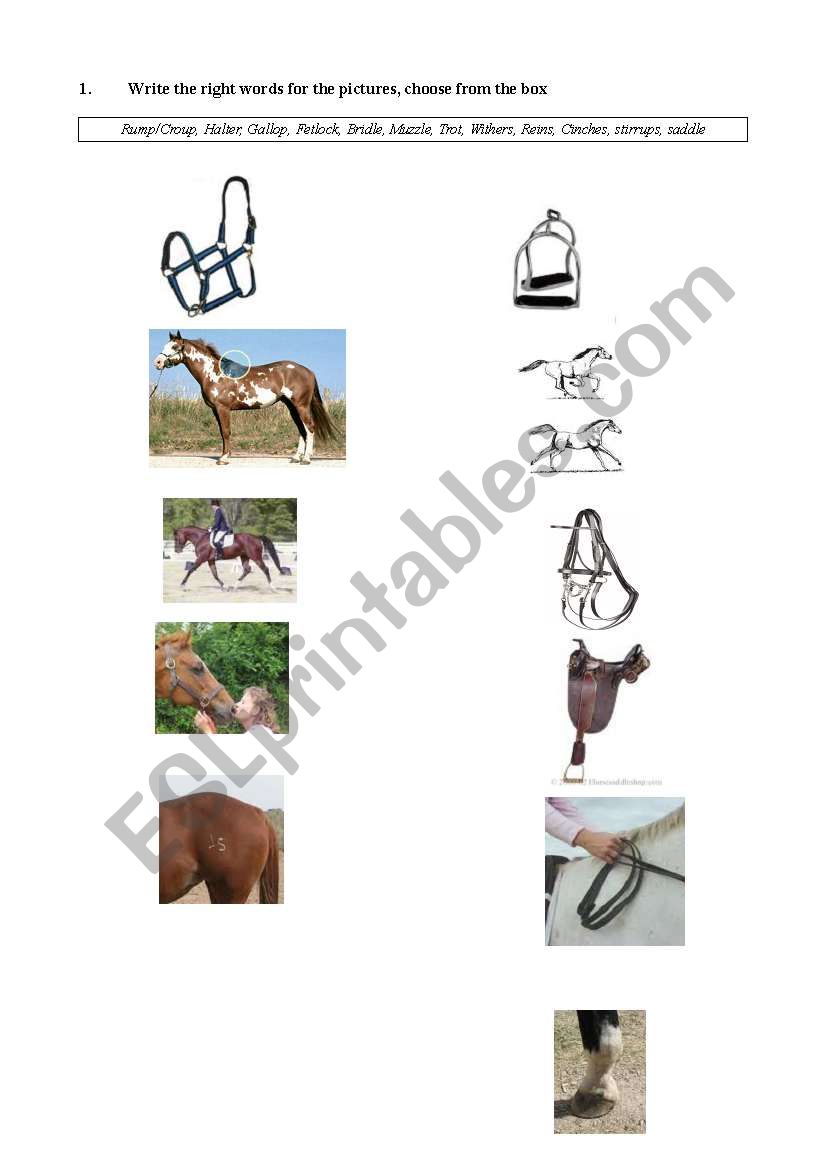 English worksheets Horse´s; riding, gear and gaits