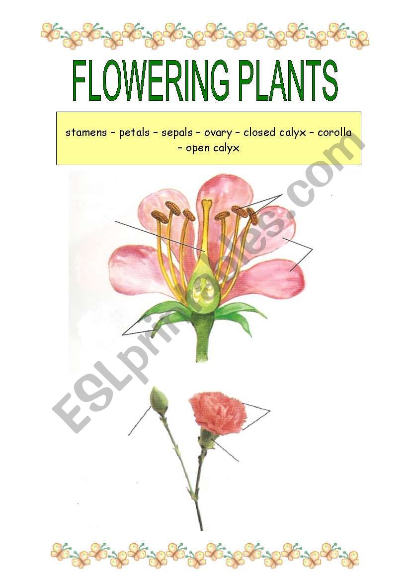 Flowering plants worksheet