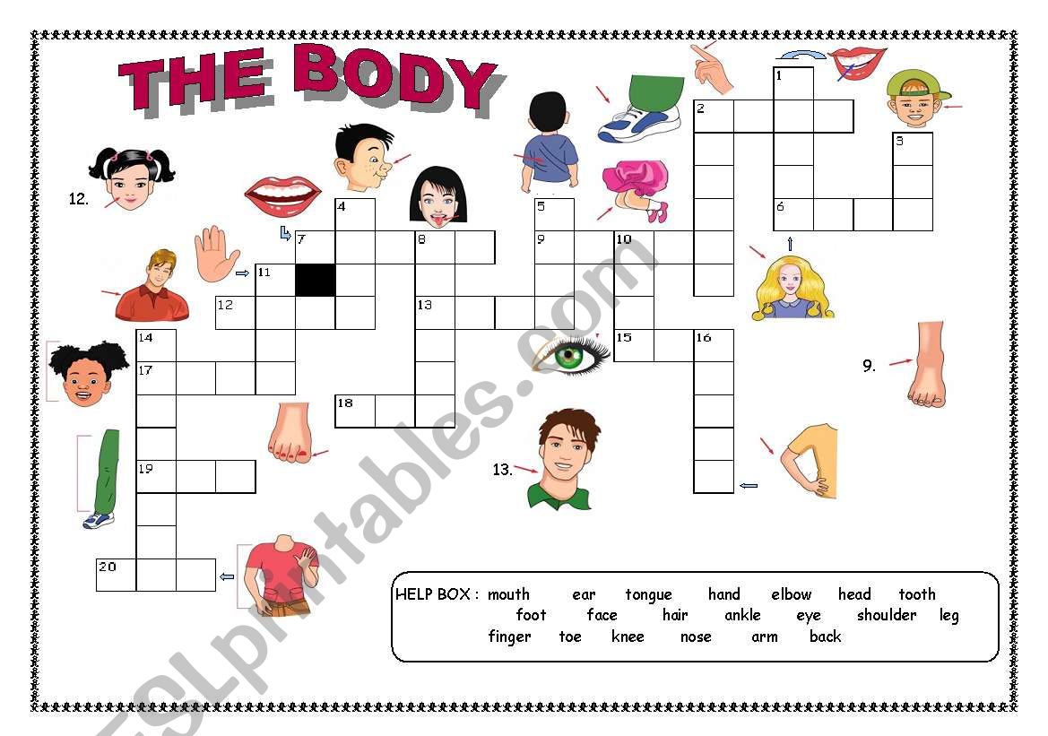 Crossword : the body worksheet
