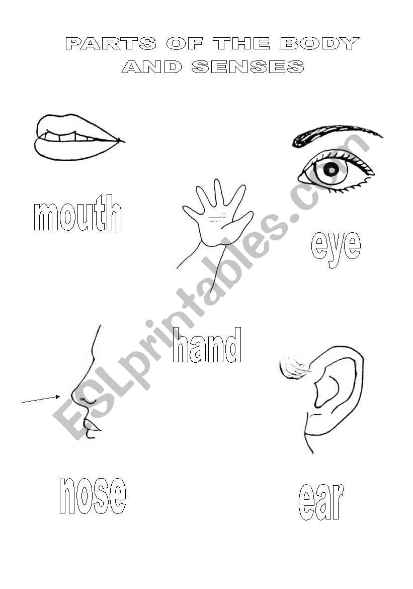 senses worksheet