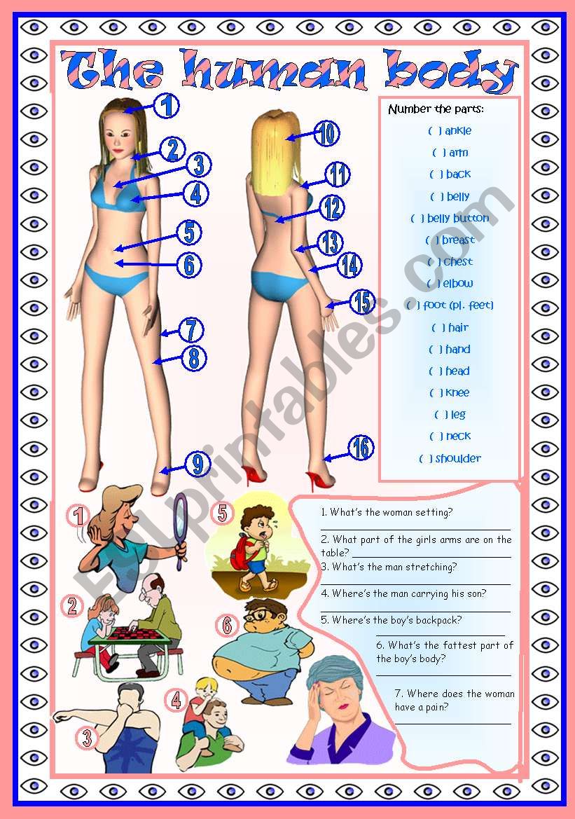 The human body (part 1): vocabulary  3 tasks  2 pages  fully editable