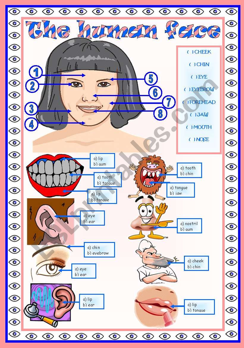 The human body (the face): vocabulary  face  2 tasks  fully editable