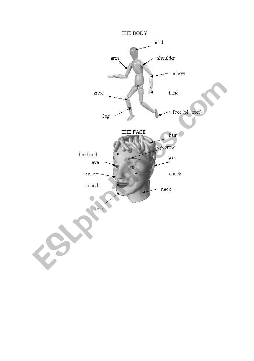 body and face worksheet