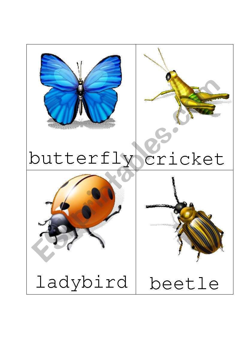 Bug Flash Cards Set 1 worksheet