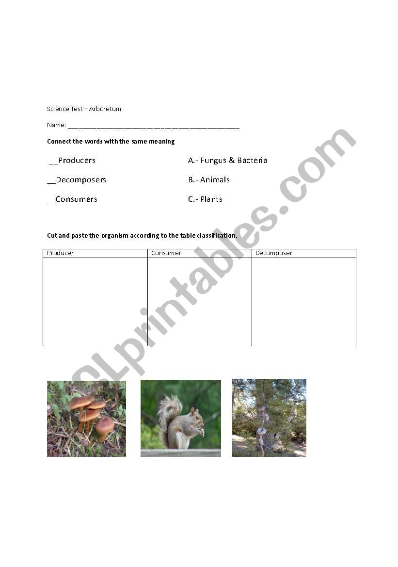 English worksheets: Producer/Consumer/Decomposer For Producer Consumer Decomposer Worksheet