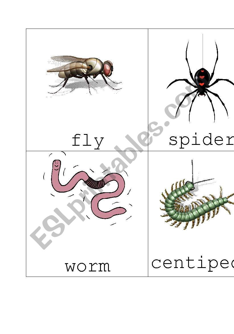 Insect Flash Cards Set 2 worksheet
