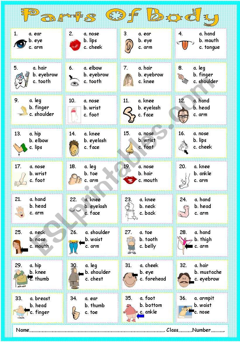 Parts of Body worksheet