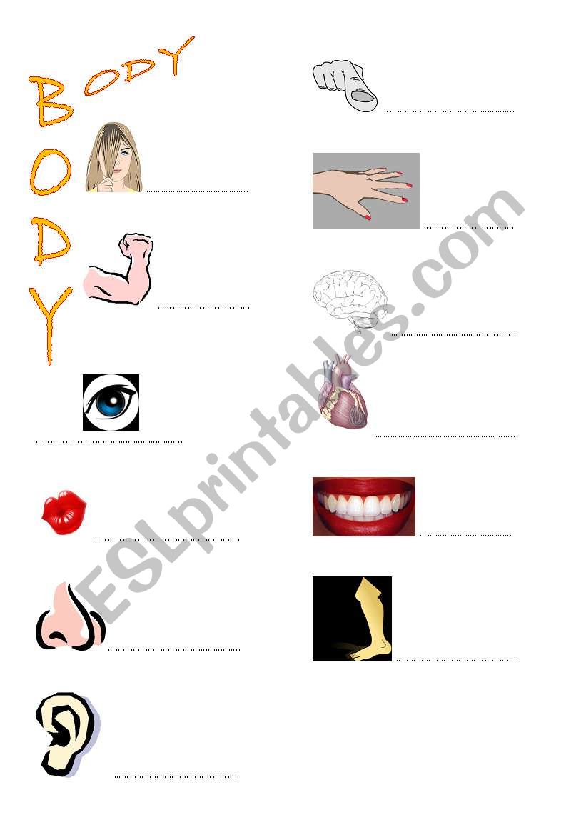 human body worksheet