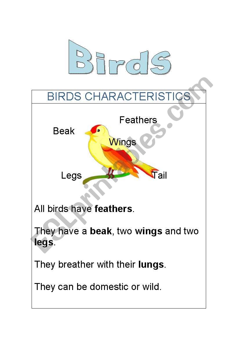 Birds: Characteristics, parts of the body and domestic and wild and activities.