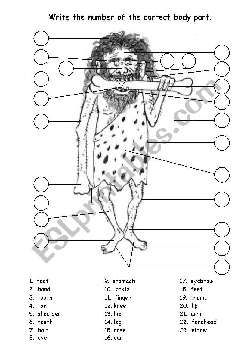 number the bodyparts worksheet