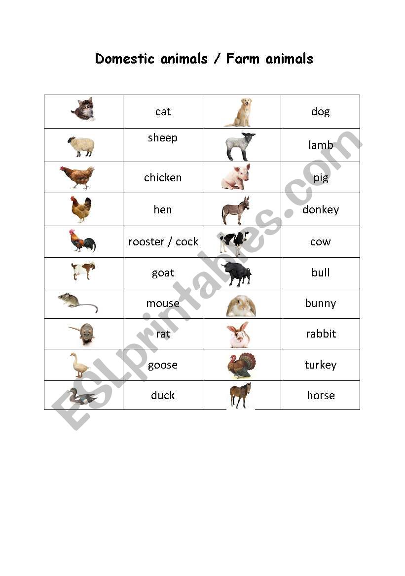 domestic animals worksheet