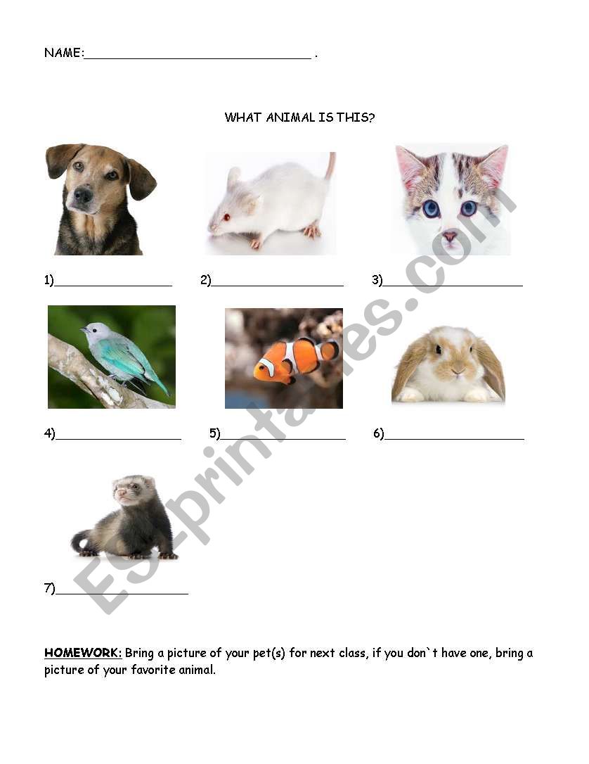 Animals worksheet