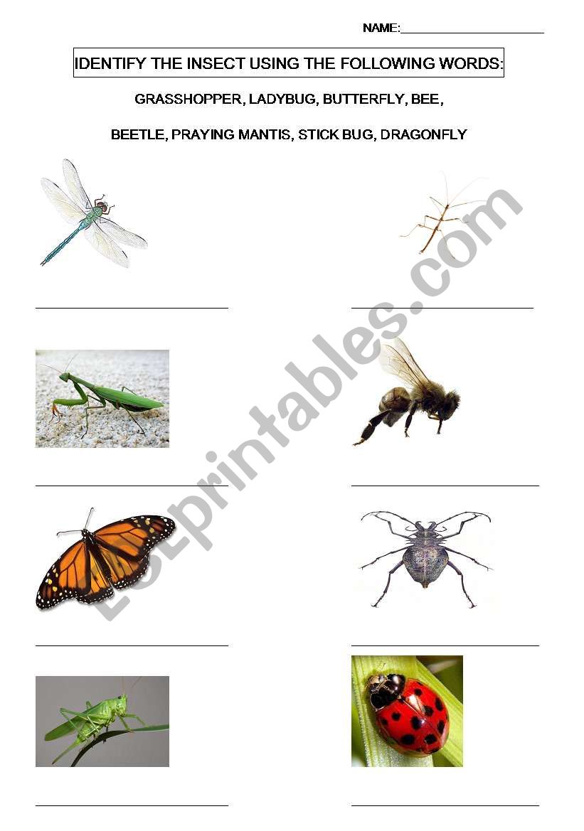 Insects Identification worksheet