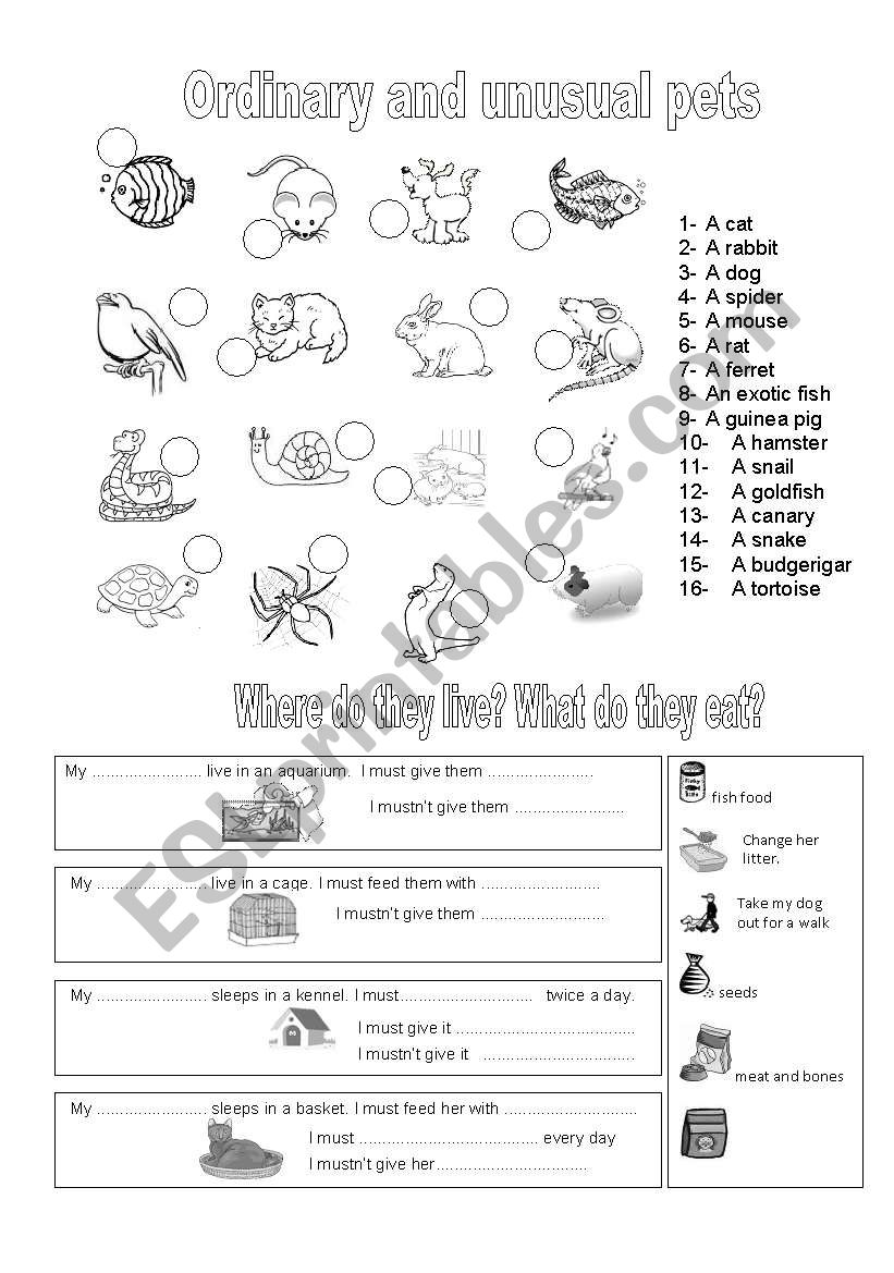 pets and what they eat worksheet