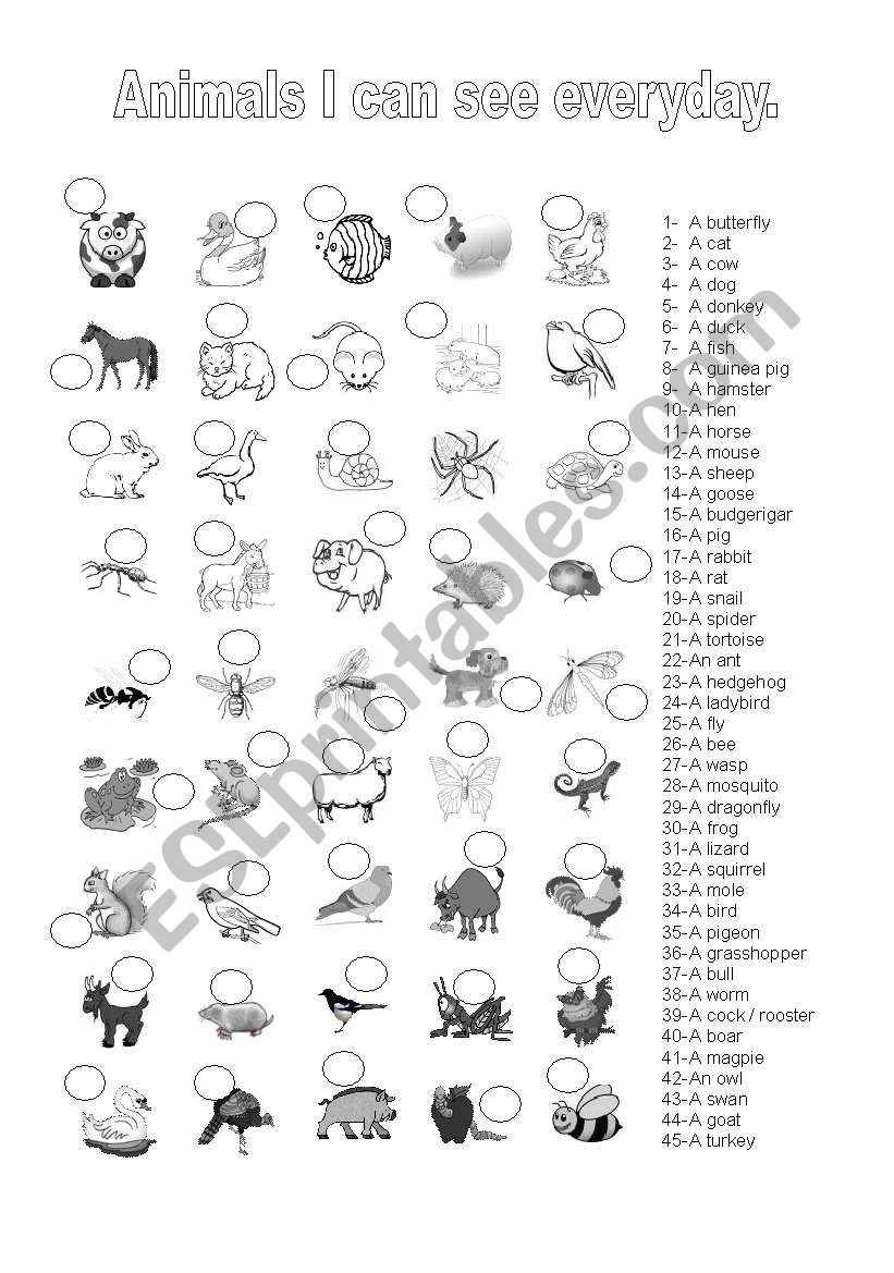 animals I can see everyday worksheet