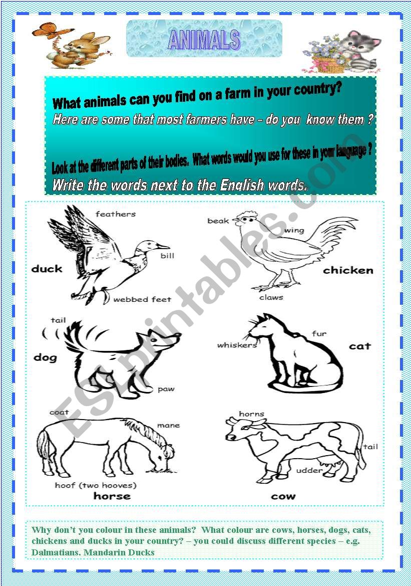 **animals** worksheet