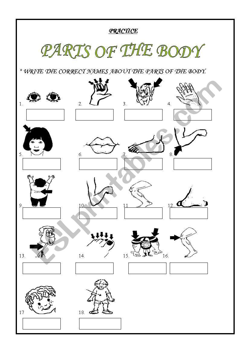 PARTS OF THE BODY worksheet