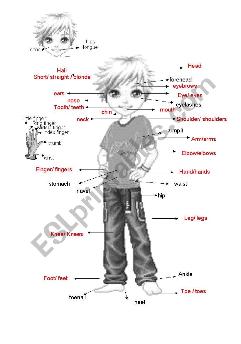 Body parts worksheet