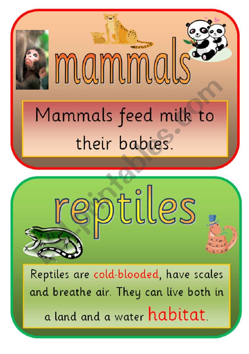 THE ANIMAL KINGDOM FLASHCARDS- part 1