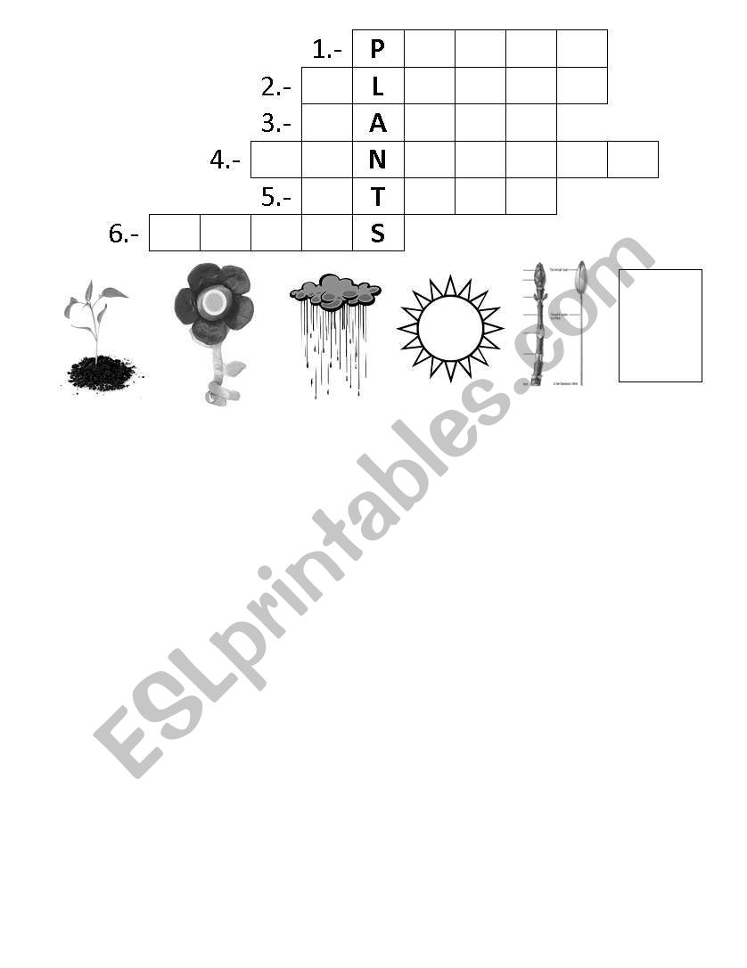 Plants worksheet