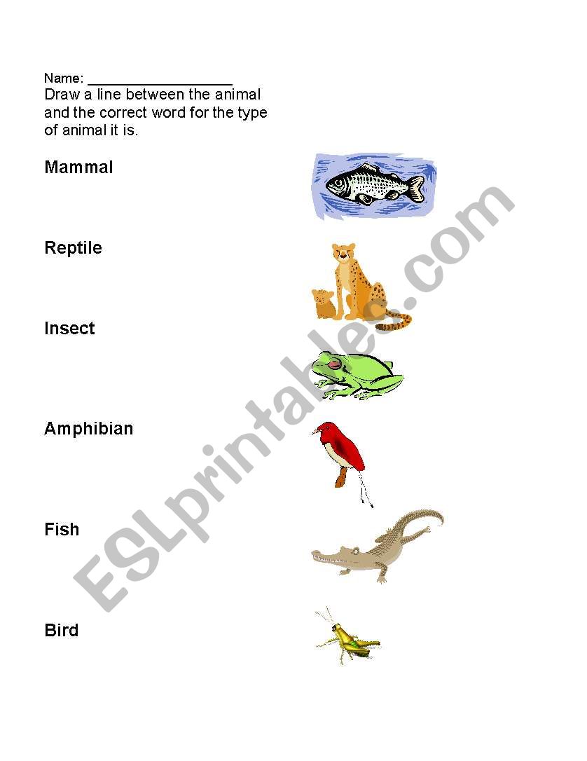 Classify animal groups worksheet